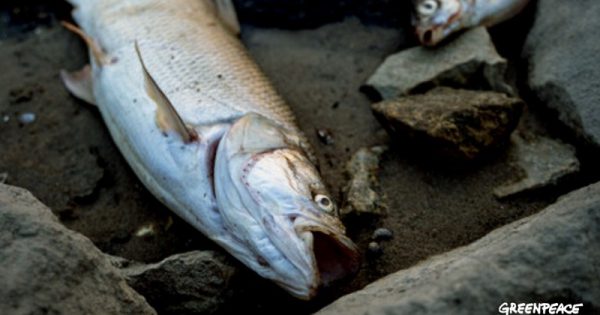 mortalidade-peixes-europa-conexao-planeta
