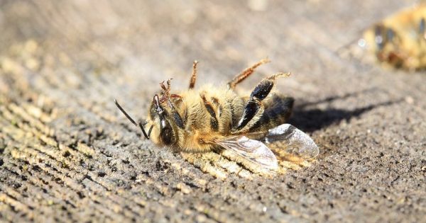 morte-abelhas-agrotoxicos-mato-grosso-2-conexao-planeta.jpeg