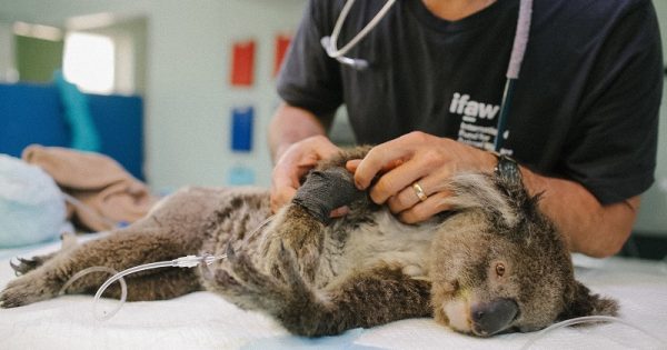 morte-coalas-australia-conexao-planeta