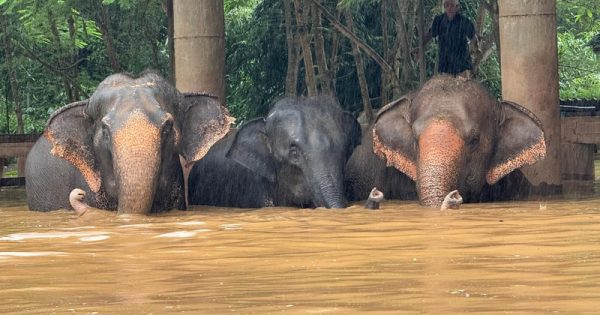 morte-elefantes-tailandia-2-conexao-planeta