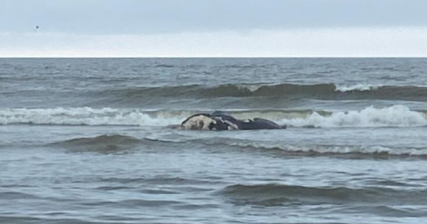 morte-filhote-baleia-atlantico-norte-national-park-service-conexao-planeta