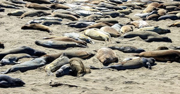 morte-lobos-marinhos-antartica-michael-luenen-conexao-planeta