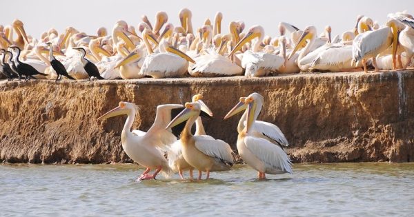 morte-pelicanos-senegal-2-conexao-planeta