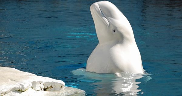 morte-quinta-beluga-aquario-canada-melissa-pixabay-conexao-planeta