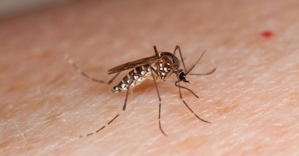 mosquito transmissor do zika virus relacionado com casos de microcefalia