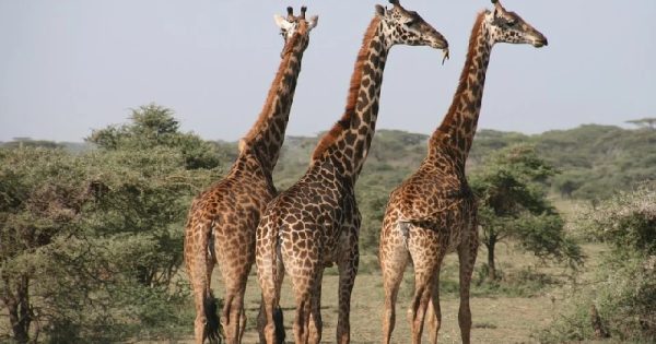 mpf-devolucao-girafas-africa-2-conexao-planeta