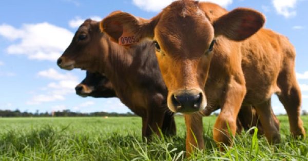 Mudanças climáticas podem inviabilizar pastos e colocar em risco consumo de carne