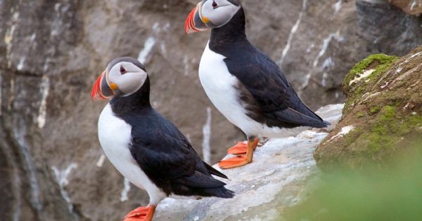Mudanças climáticas são apontadas como a causa da morte de milhares de papagaios-do-mar no Alaska