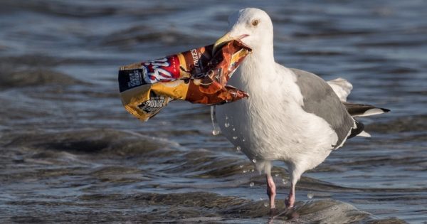 Multinacionais assinam compromisso para reciclagem de 70% de embalagens plásticas