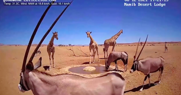 namibcam-camera-poco-artificial-girafas-e-antilopes-foto-reproducao-video