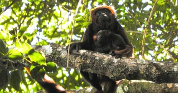 Nasce primeiro filhote de bugio na Floresta Nacional da Tijuca, após reintrodução da espécie