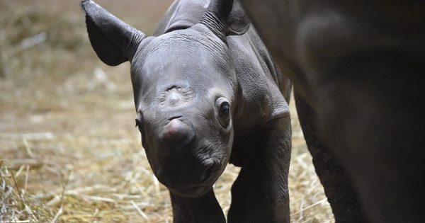 Nasce filhote de rara subespécie de rinoceronte negro em zoológico de Chicago