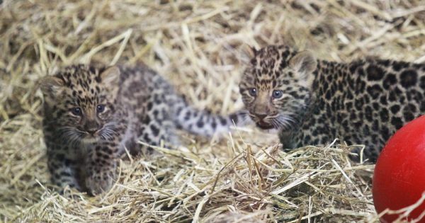 nascem-filhotes-leopardo-amur-3-conexao-planeta