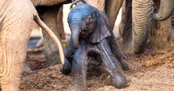 nascimento-filhote-elefante-3-conexao-planeta