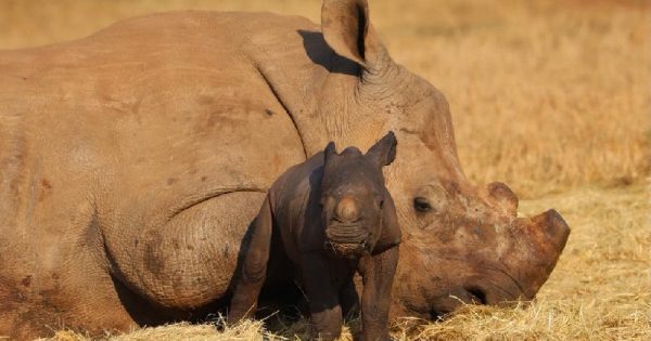 nascimento-filhote-rinoceronte-branco-santuario-conexao-planeta