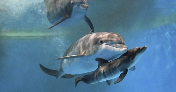 nascimento-golfinho-brookfield-zoo-chicago-abre-conexao-planeta