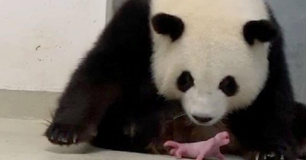 nascimento-pandas-gemeos-celebrado-zoo-berlim-2-conexao-planeta