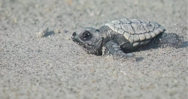 nascimento-recorde-tartarugas-florida-joel-cohen-conexao-planeta
