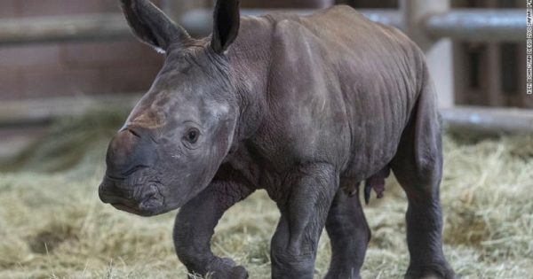 Nascimento de rinoceronte branco em zoo de San Diego é esperança para salvar espécie da extinção
