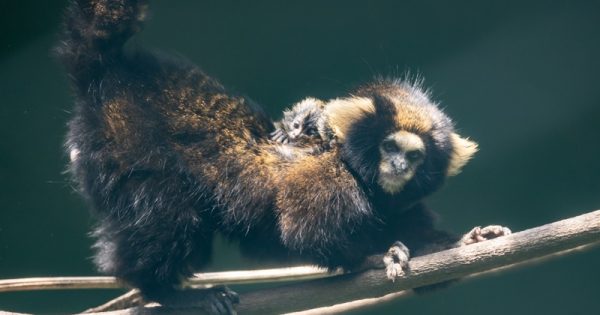 nascimento-sagui-da-serra-escuro-zoo-sp-conexao-planeta