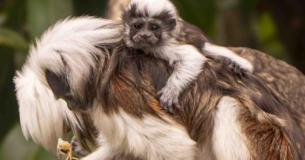 nascimento-saguis-cabeca-algodao-chester-zoo-conexao-planeta