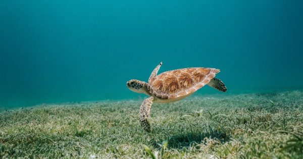 nascimento-tartarugas-femeas-aquecimento-global-conexao-planeta