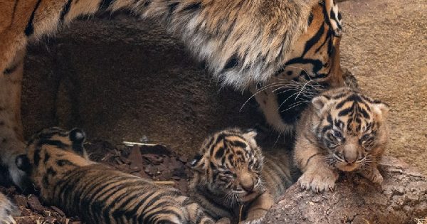 nascimento-tigres-sumatra-conexao-planeta