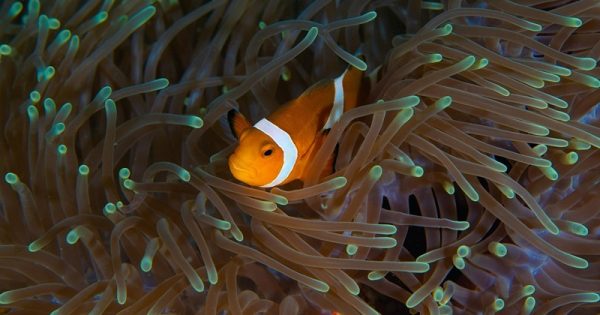 nemo-encolher-calor-Chung-Jin-Mac-Pixabay-conexao-planeta