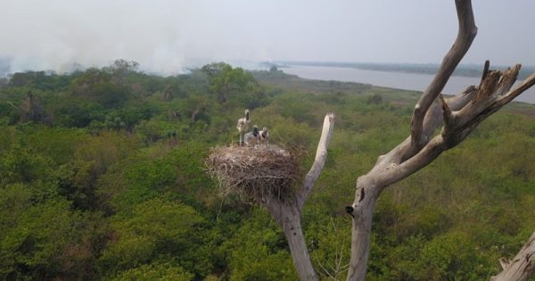 ninho-filhotes-tuiuius-incendio-pantanal-viviane-amorim-conexao-planeta