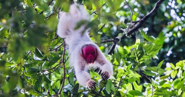 nova-especie-macaco-amazonia-abre-conexao-planeta