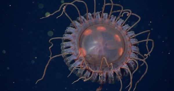 nova-especie-medusa-gigante-conexao-planeta