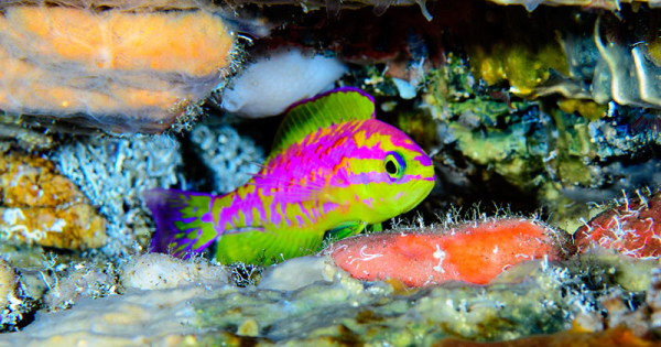 Nova espécie de peixe multicolorido é descoberta em águas profundas do Nordeste