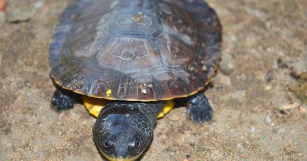 nova-especie-tartaruga-amazonia-conexao-planeta
