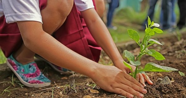 nova-lei-obriga-estudantes-filipinas-plantarem-dez-arvores-para-formar-conexao-planeta