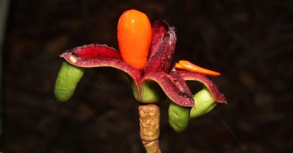 nova-planta-amazonia-risco-extincao-2-conexao-planeta