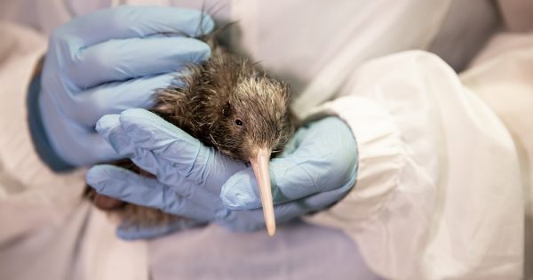 nova-zelandia-celebra-nascimento-2000-filhote-kiwi-conexao-planeta