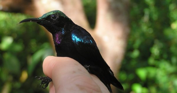 novas-belissimas-especies-passaros-descobertas-indonesia-conexao-planeta