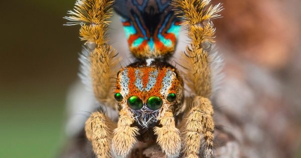 novas-especies-aranha-pavao-surpreendem-cores-ritual-acasalamento-2-abre-conexao-planeta