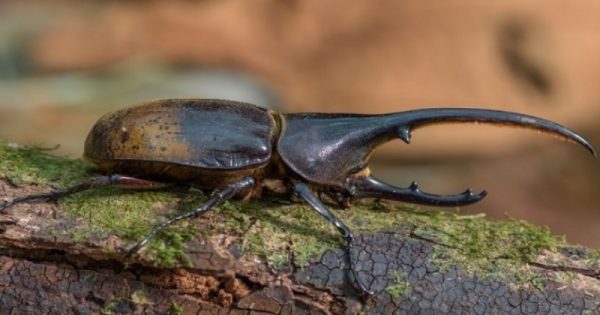 inseto encontrado na Floresta Amazônica