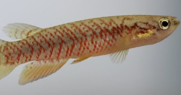 novas-especies-peixes-minusculos-descobertos-mato-grosso-sul-abre-conexao-planeta