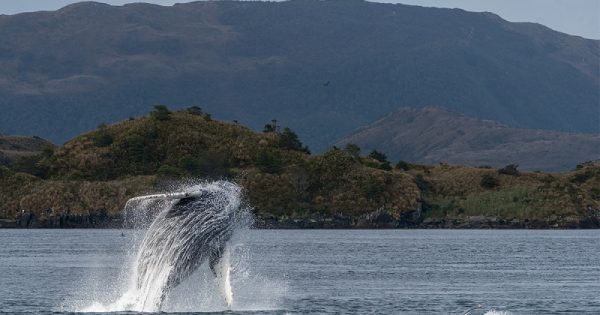 salto de uma baleia jubarte