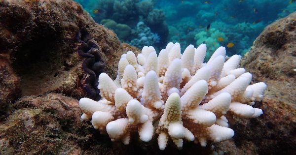 oceanos-acidificacao-g.torda-conexao-planeta