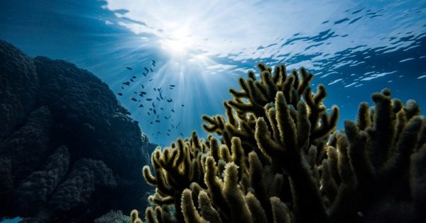 oceanos-estao-perdendo-oxigenio-como-nunca-antes-conexao-planeta