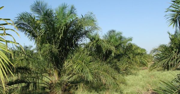 oleo-de-palma-ameacam-florestas-tropicais-de-20-países-brasil-entre-eles