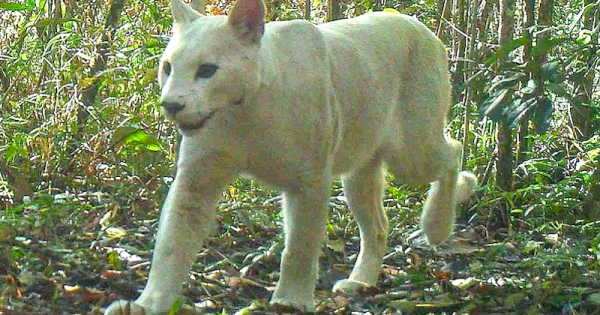 onca-parda-albina-ou-gato-foto-icmbio-2013-petropolis2