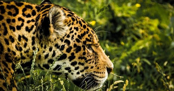 onca-pintada-jaguar-pode-desaparecer-da-mata-atlantica-pixabay-cmart29