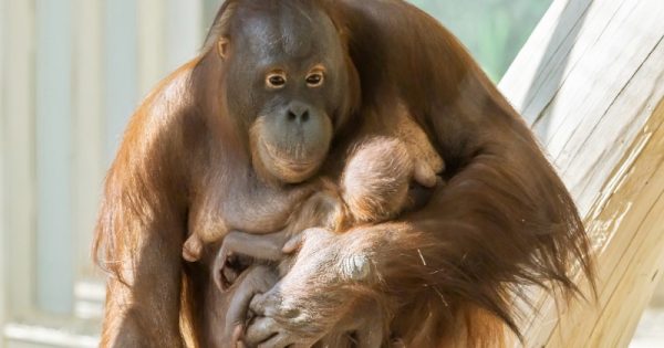 orangotango-nascimento-filhote-conexao-planeta