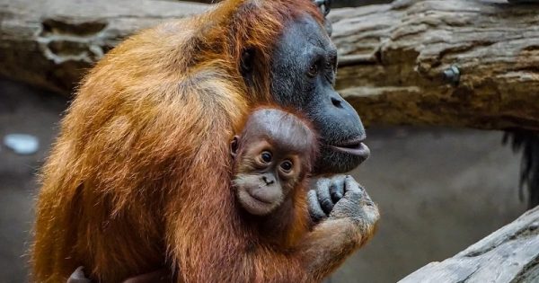 orangotangos-bonobos-vacinados-zoologico-san-diego-2-conexao-planeta