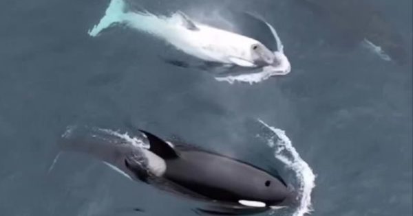 orca-branca-california2-conexao-planeta