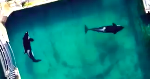 orcas-abandonadas-em-parque-marinho-fechado-no-sul-da-franca-sao-filmadas-em-piscina-infestada-de-algas-foto-reproducao-de-video
